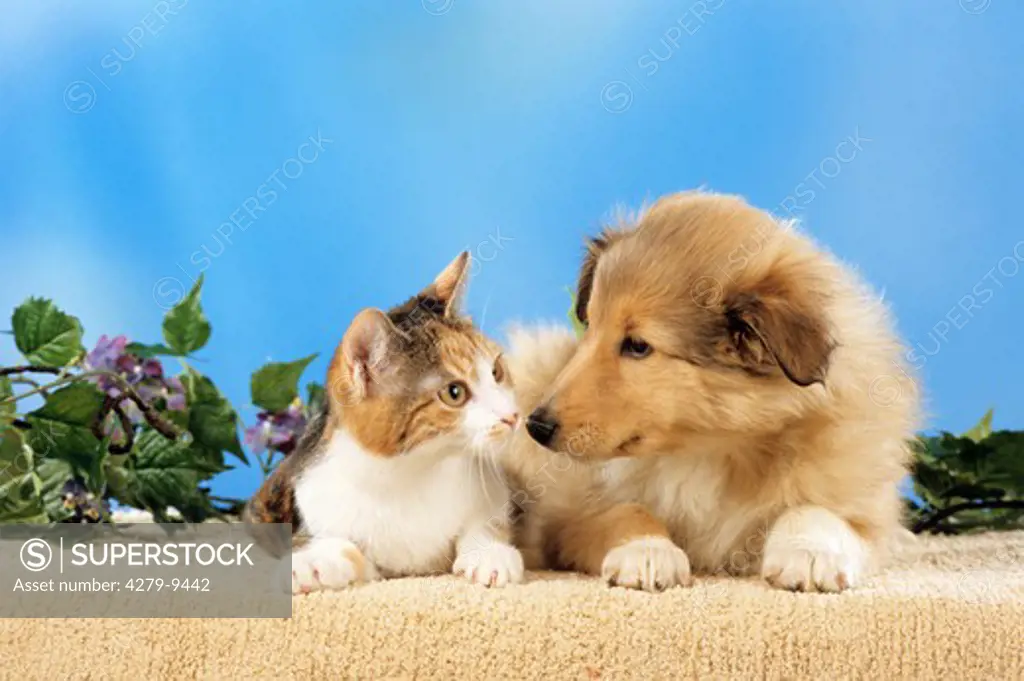 animal-friendship : Collie dog puppy and young domestic cat