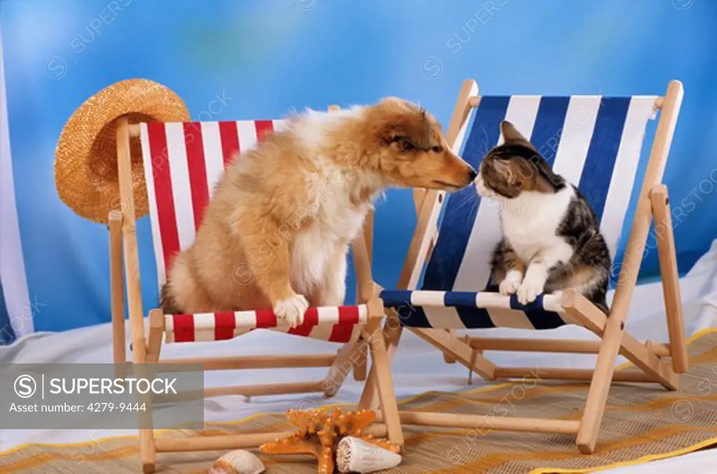 Tierfreundschaft : Collie puppy and young domestic cat - sitting in deck chair