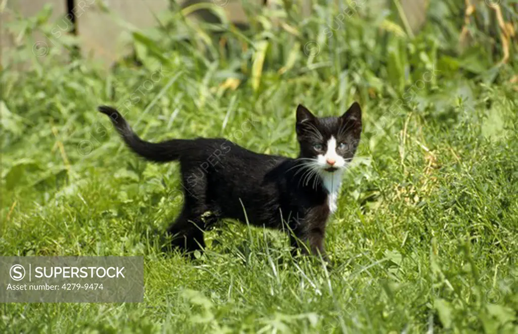 kitten - standing on meadow