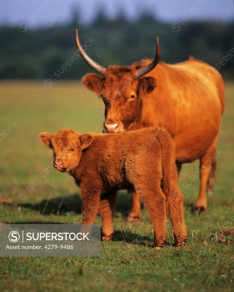 Highland Cattle with calf - standing on meadow