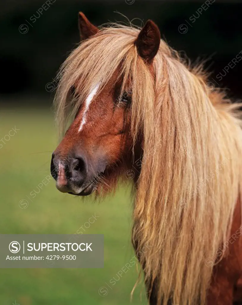 Dartmoor Pony - portrait