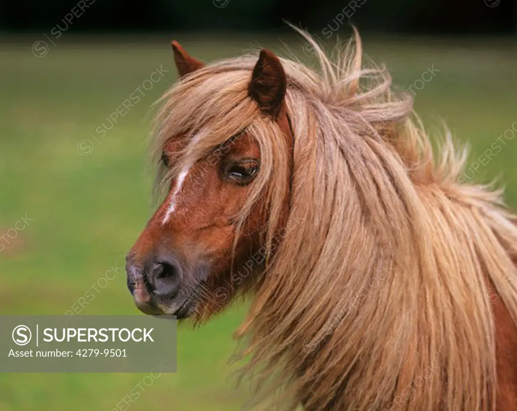 Dartmoor pony - portrait