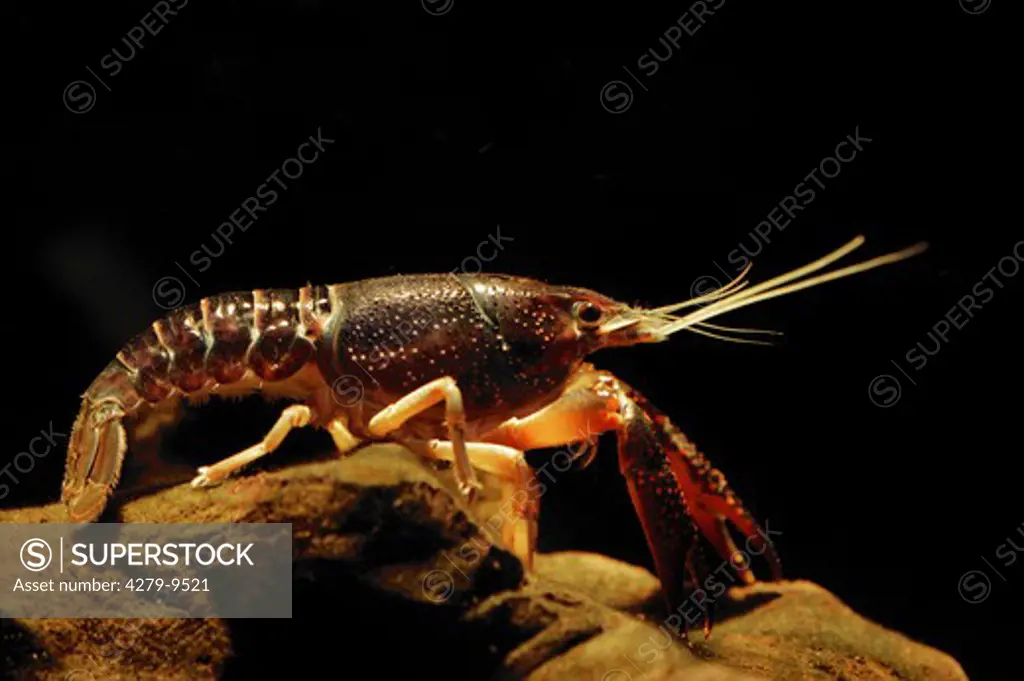 Lousiana red crayfish, Red Swamp Crayfish, Procambarus clarkii
