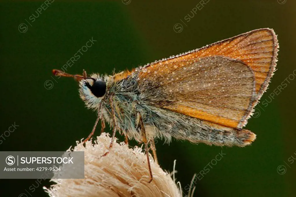 Small Skipper - with drew drops, Thymelicus sylvestris