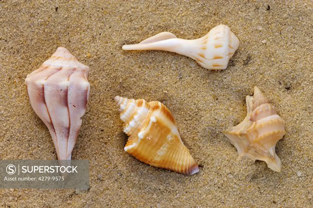 Ocean Snails, Shells
