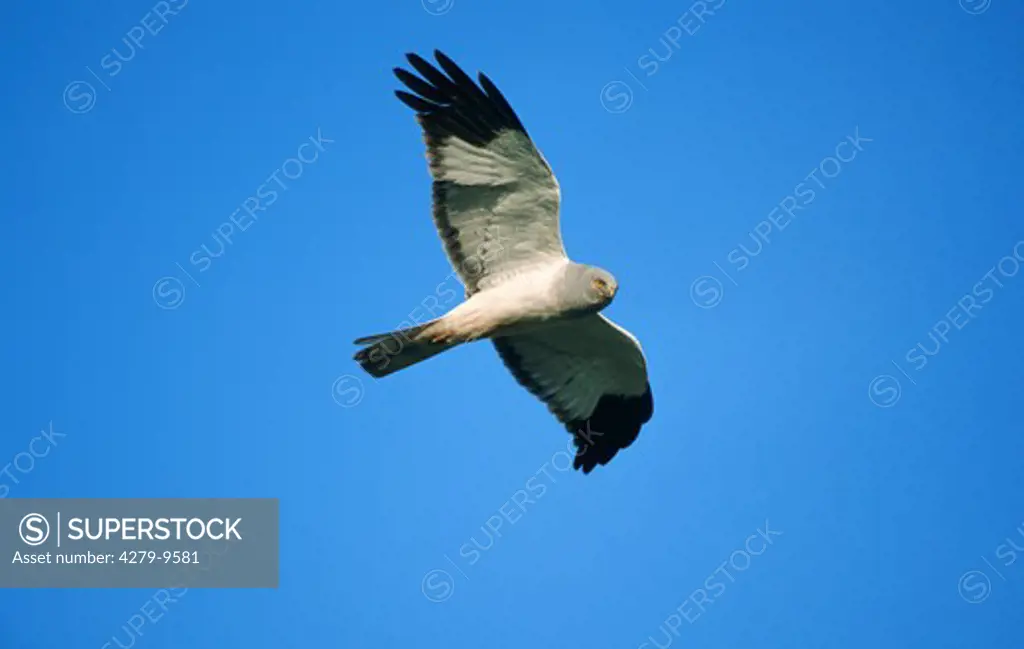 marsh hawk, hen harrier - male - flying, Circus cyaneus