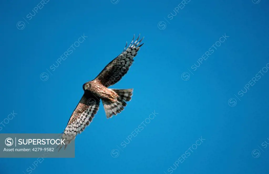 marsh hawk, hen harrier - female - flying, Circus cyaneus