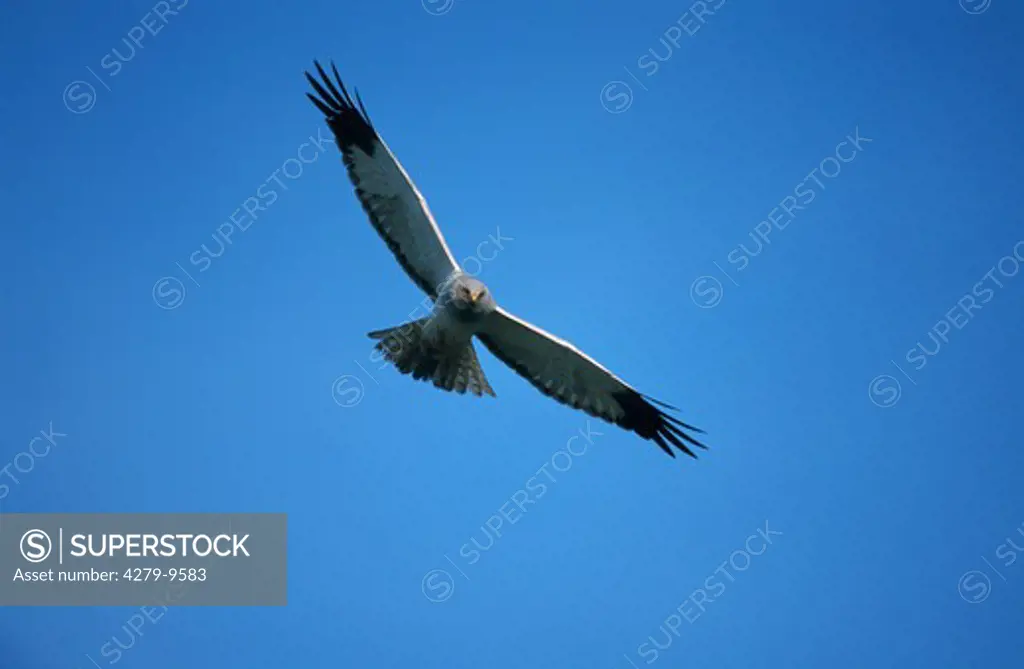 marsh hawk, hen harrier - male - flying, Circus cyaneus