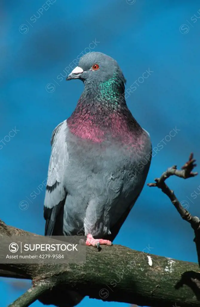 pigeon on branch, Columba livia