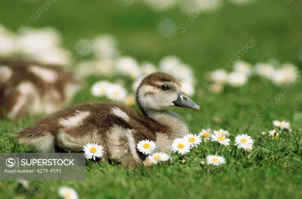 Egyptian goose - chick on meadow, Alopochen aegyptiacus