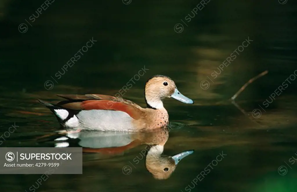 ringed teal - male - swimming, Callonetta leucophrys