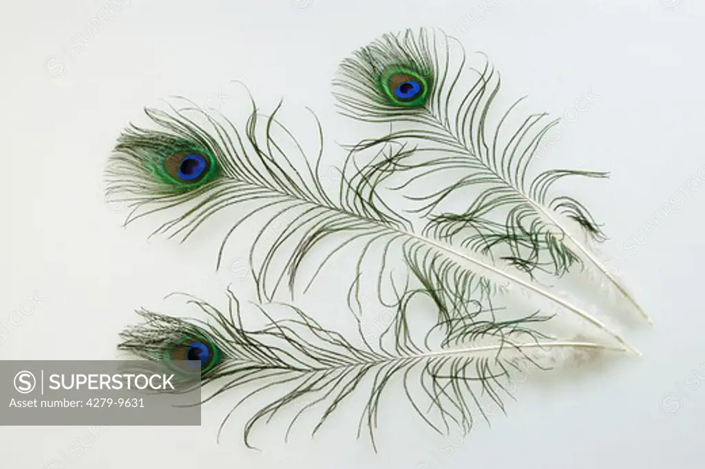 tail feathers of a male peacock, pavo cristatus