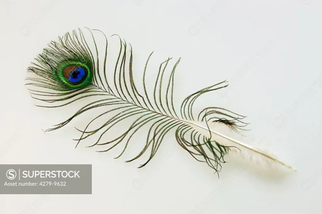 tail feather of a male peacock, pavo cristatus