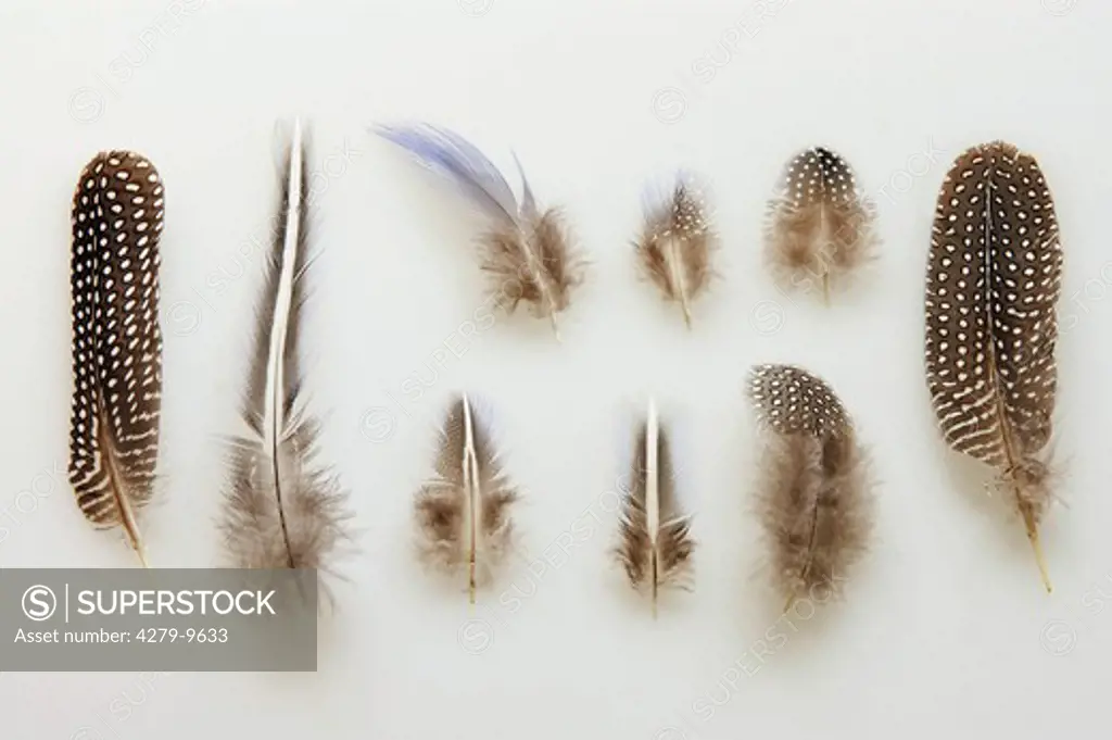 vulturine guineafowl - feathers, Acryllium vulturinum