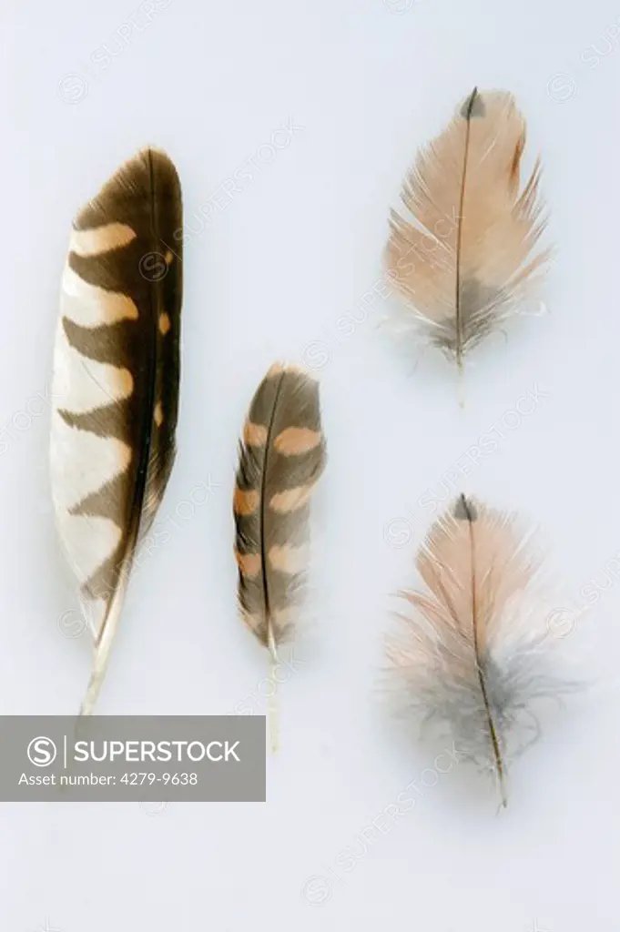 common kestrel - feathers, Falco tinnunculus