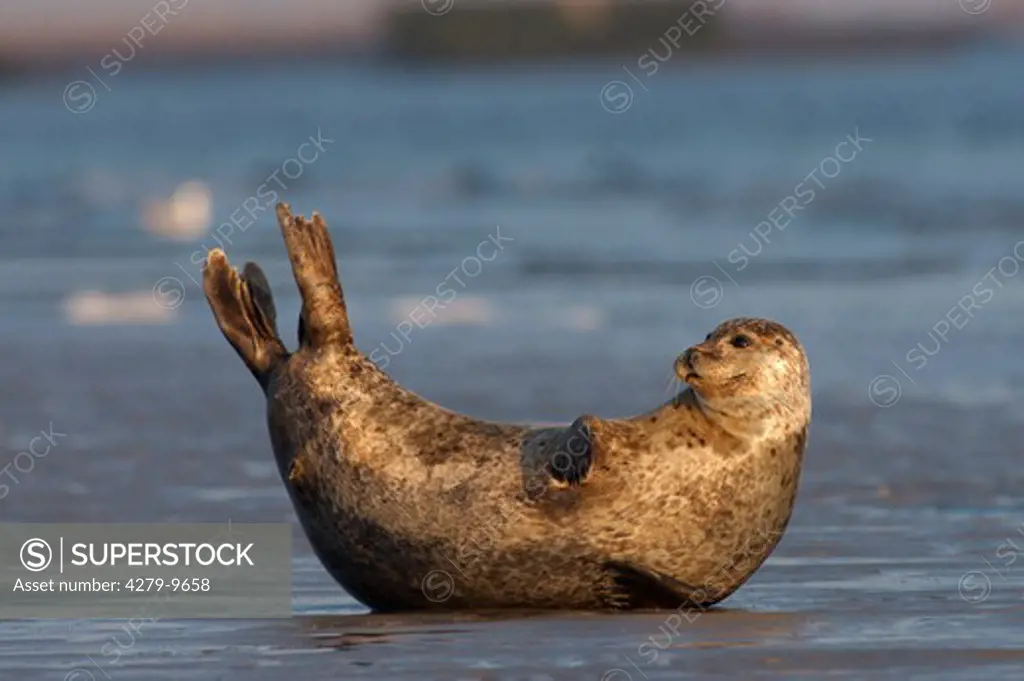 harbor seal, common seal - lying - lateral, Phoca vitulina