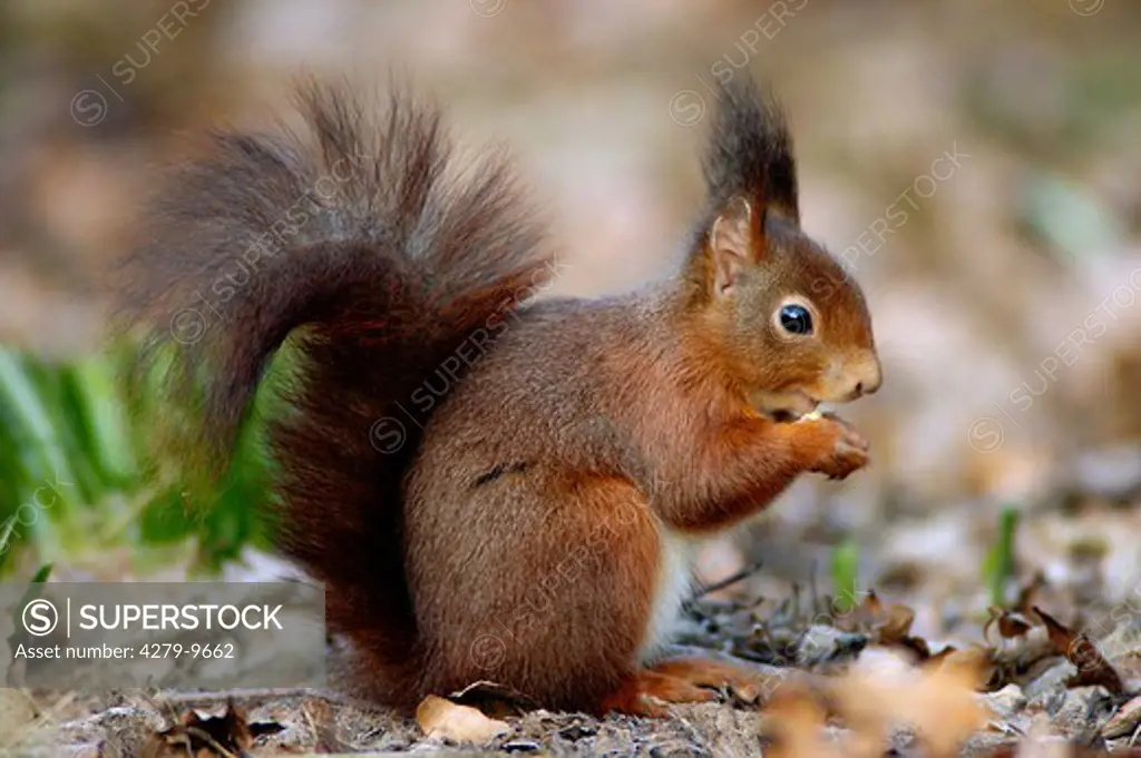 European red squirrel, Sciurus vulgaris