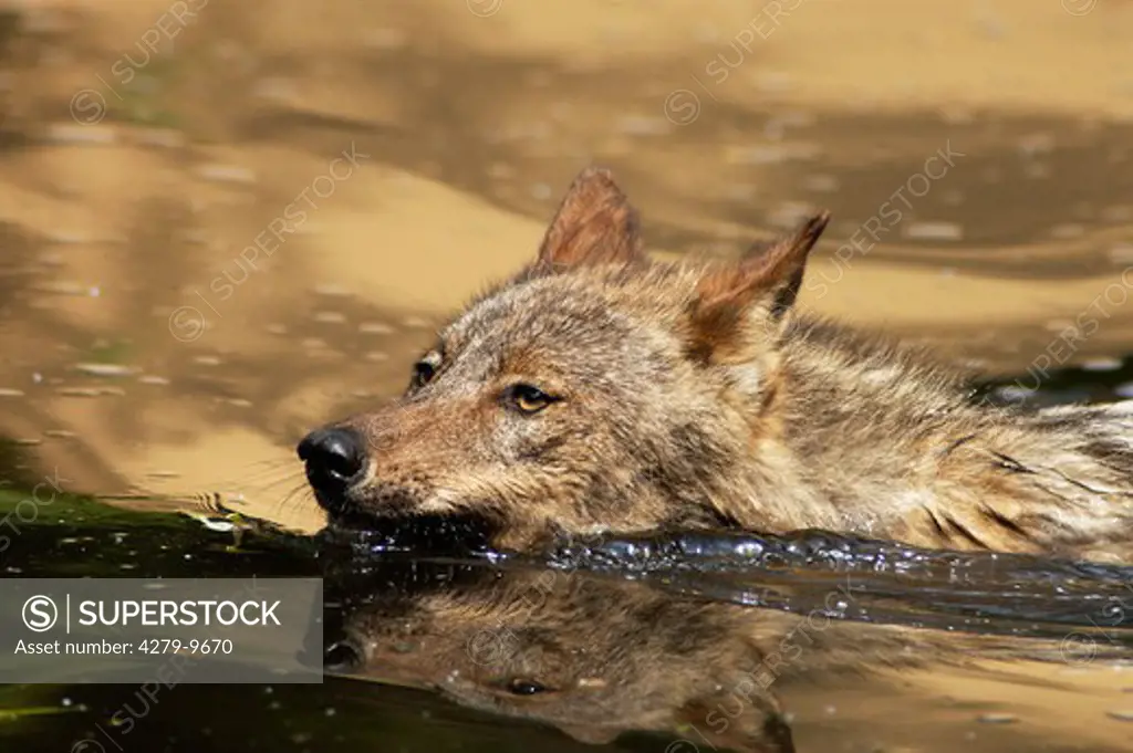 Iberian wolf - swimming, Canis lupus signatus