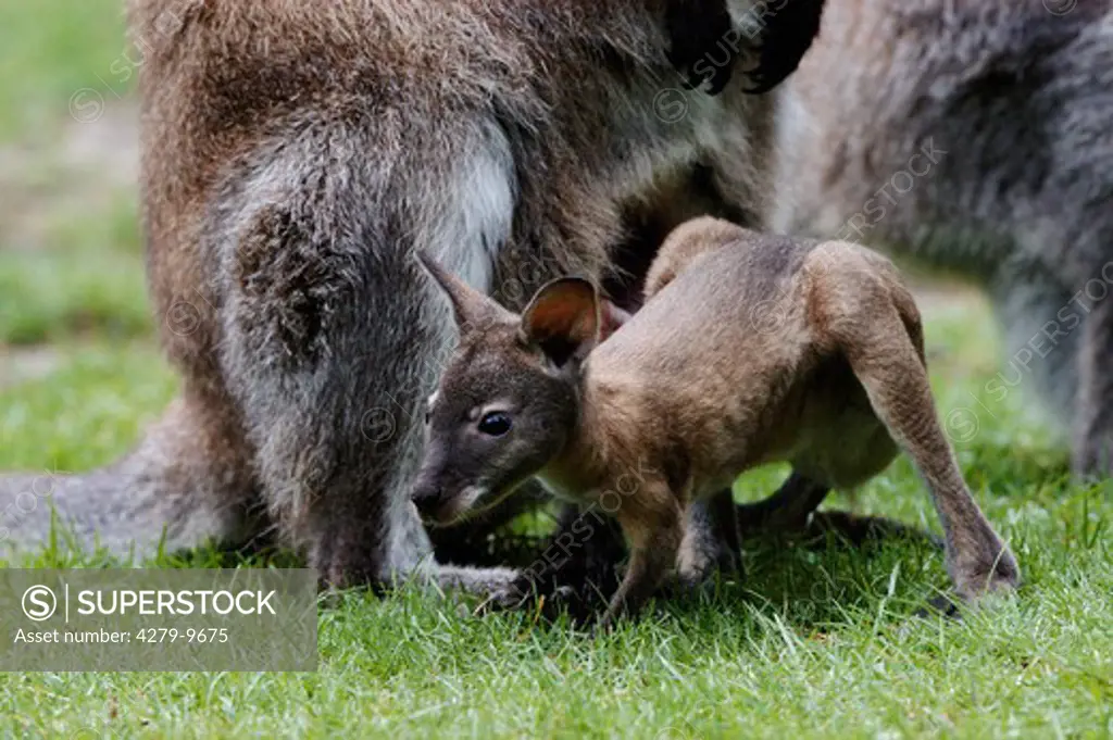 red-necked wallaby with joey - on meadow, Macropus rufogriseus