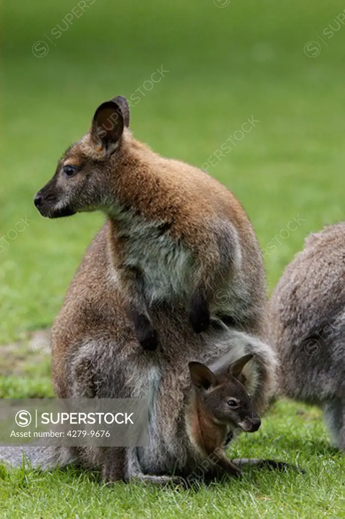 red-necked wallaby with joey in pouch - on meadow ,Macropus rufogriseus