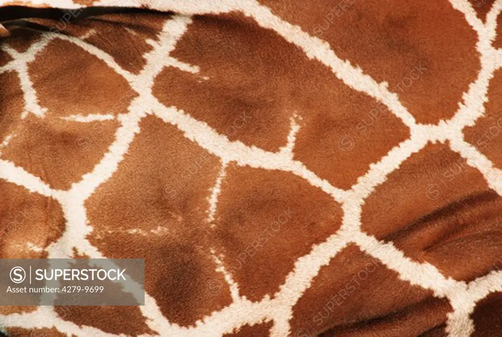 skin of a giraffe, Giraffa camelopardalis