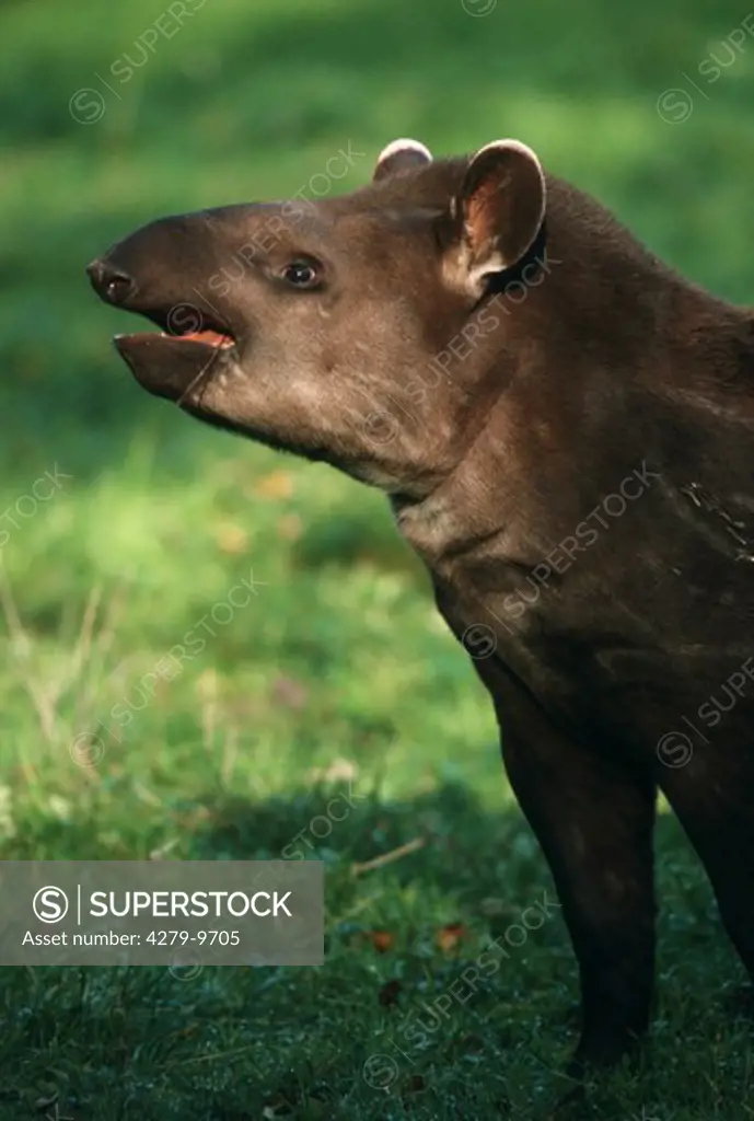 young lowland tapir, Brazilian tapir, Tapirus terrestris