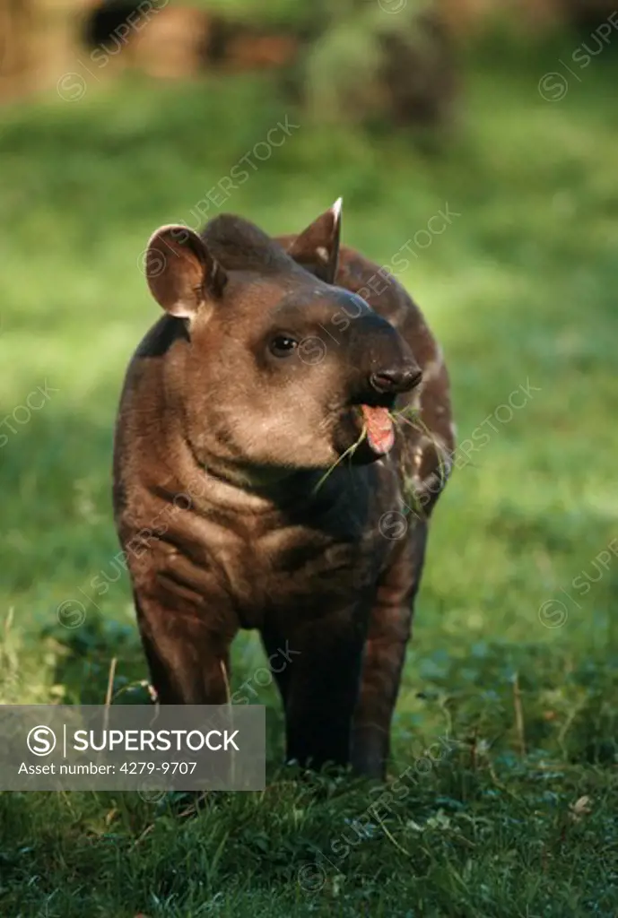 young lowland tapir, Brazilian tapir - munching, Tapirus terrestris