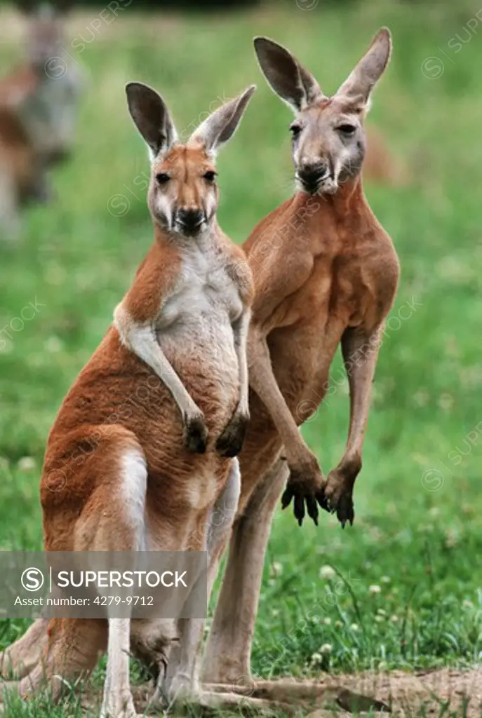 two red kangaroos - standing on meadow, Macropus rufus, Megaleia rufa