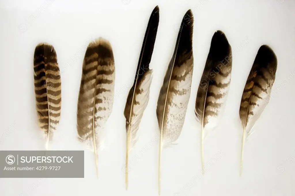 feathers of a common buzzard, Buteo buteo