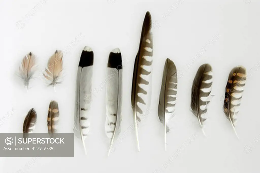 common kestrel - feathers, Falco tinnunculus