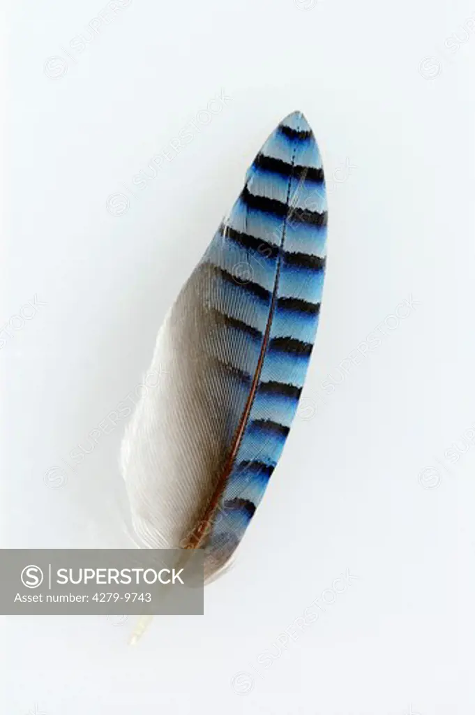feather of a Eurasian jay, Garrulus glandarius