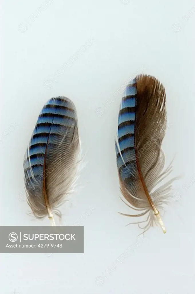 feathers of a Eurasian jay, Garrulus glandarius