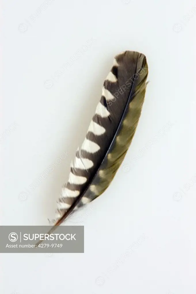 green woodpecker - feather, Picus viridis