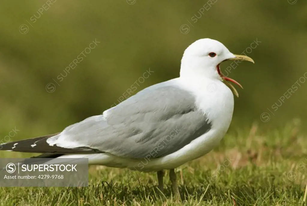 Common gull, Mew gull on meadow - crying, Canus larus