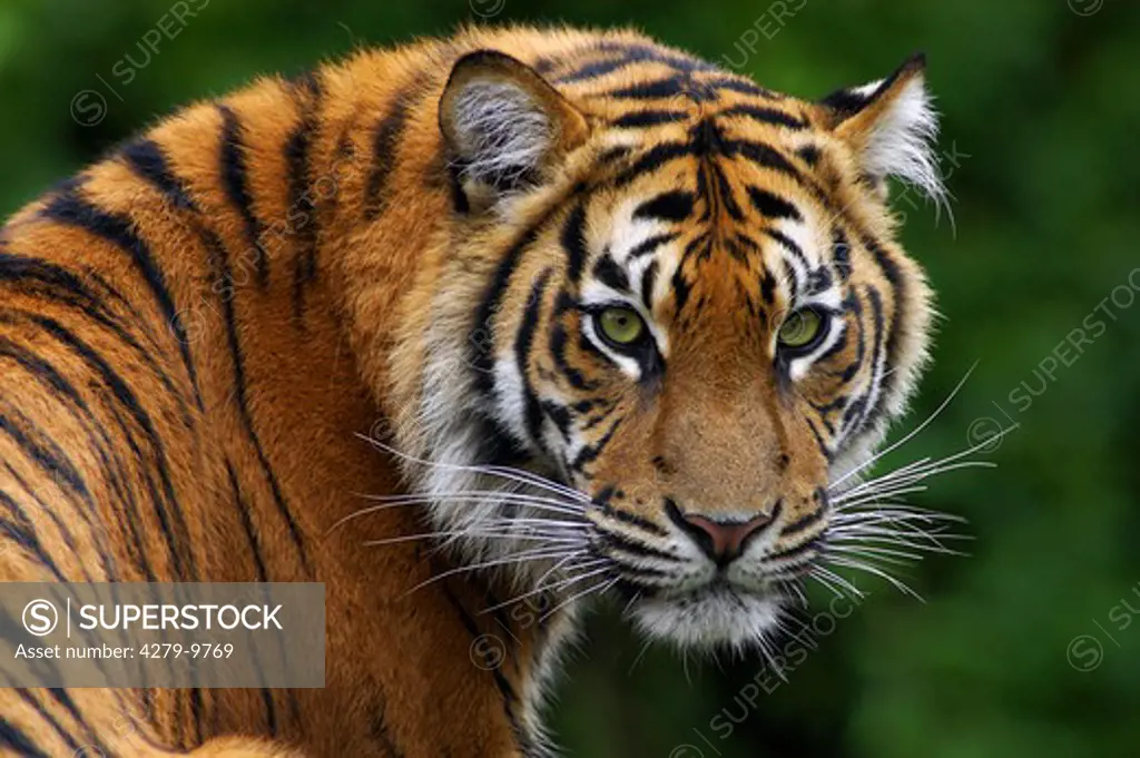 Sumatran Tiger - portrait, Panthera tigris sumatrae
