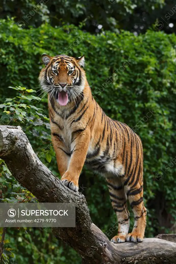 Sumatran Tiger - standing on branch, Panthera tigris sumatrae
