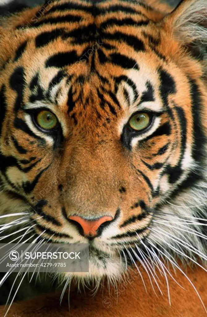 Sumatran Tiger - portrait, Panthera tigris sumatrae
