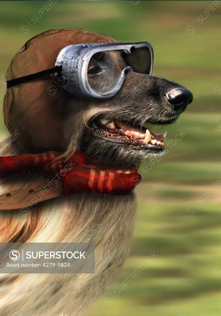 greyhound with glasses and cap