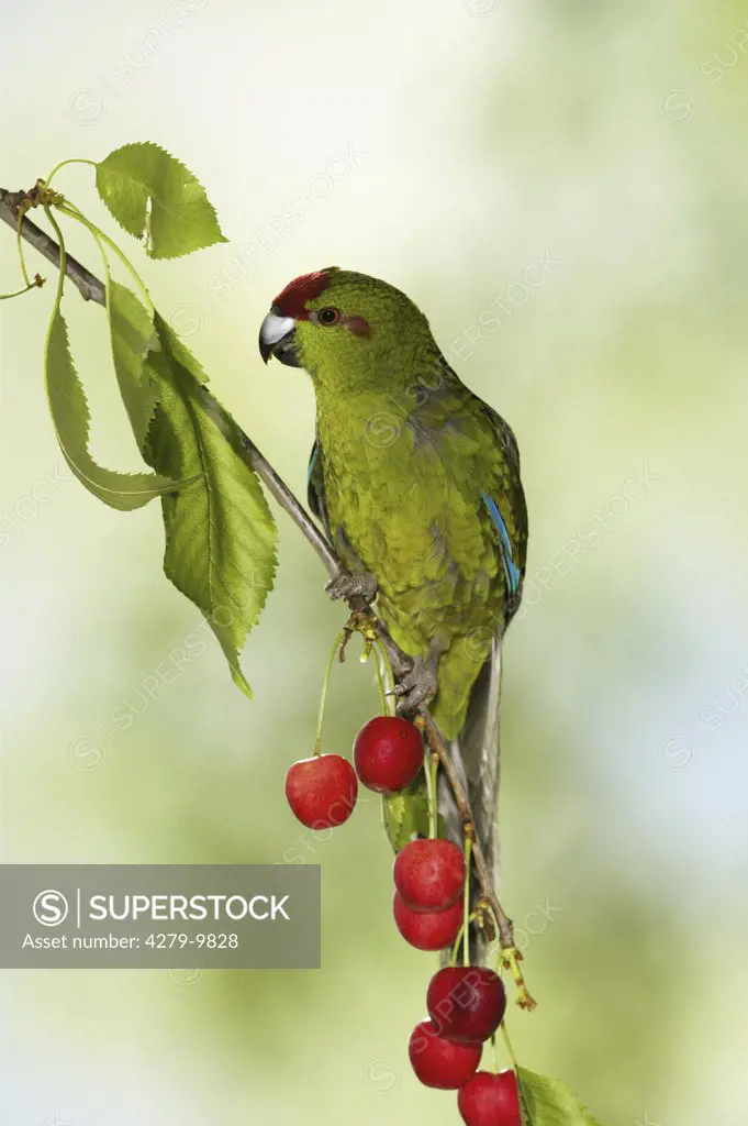 red-fronted parakeet on cherry twig, Cyanoramphus novaezelandiae