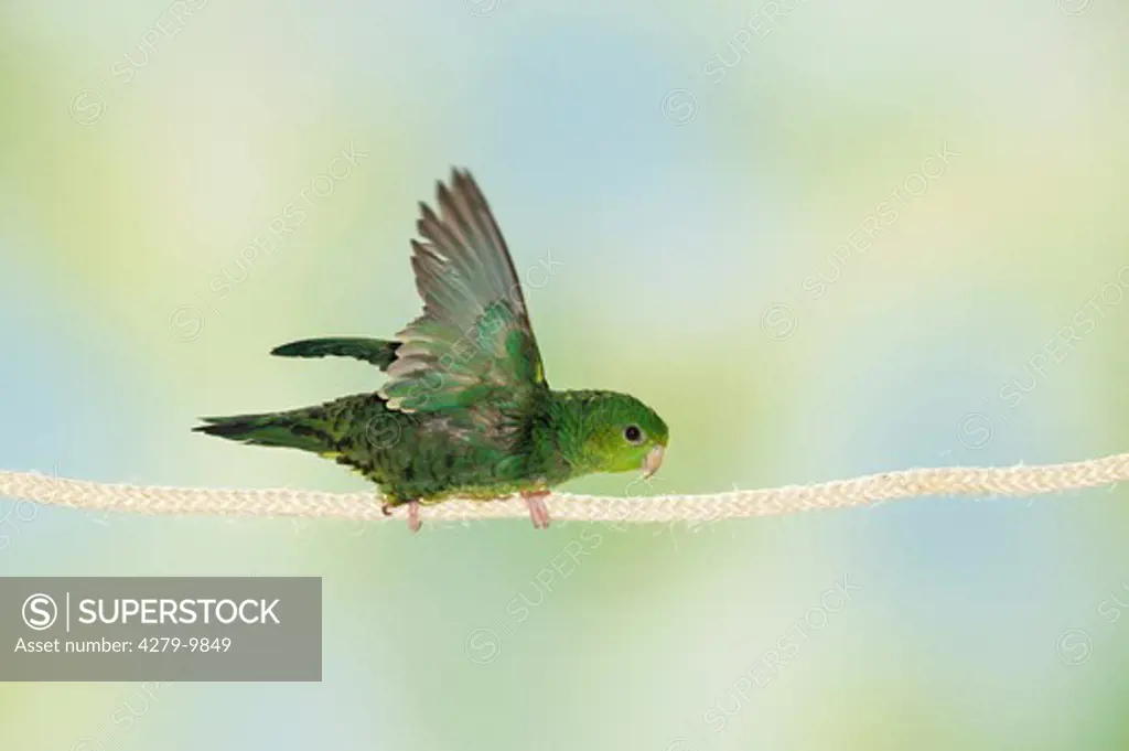 Barred Parakeet on rope, Bolborhynchus lineola