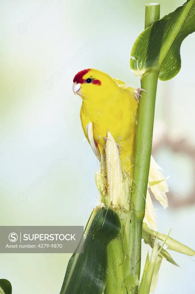 Red-fronted parakeet at a stalk, Cyanoramphus novaezelandiae