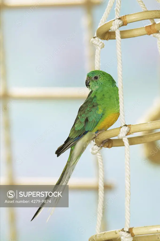 Red-rumped Parrot on corded ladder, Psephotus haematonotus