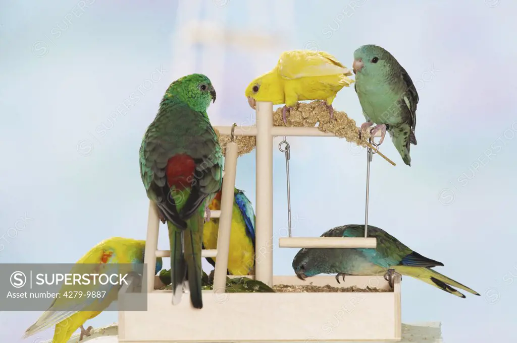 Red-rumped Parrots and Scarlet-chested Parrots at a playground for birds with food, Psephotus haematonotus et Neophema splendida