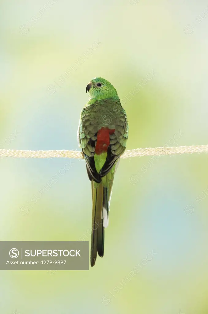 Red-rumped Parrot on rope, Psephotus haematonotus