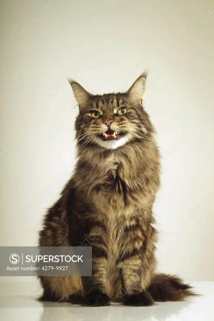Maine Coon - sitting - miaowing