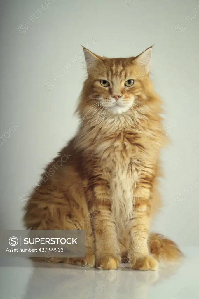 red Maine Coon - sitting