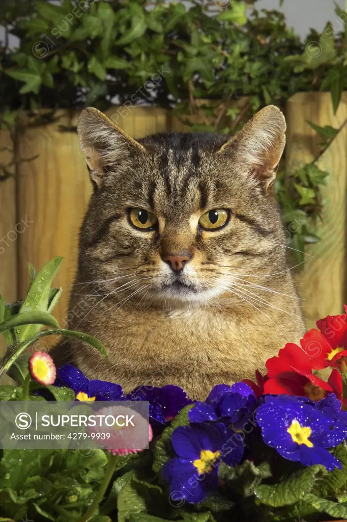 tabby domestic cat with flowers