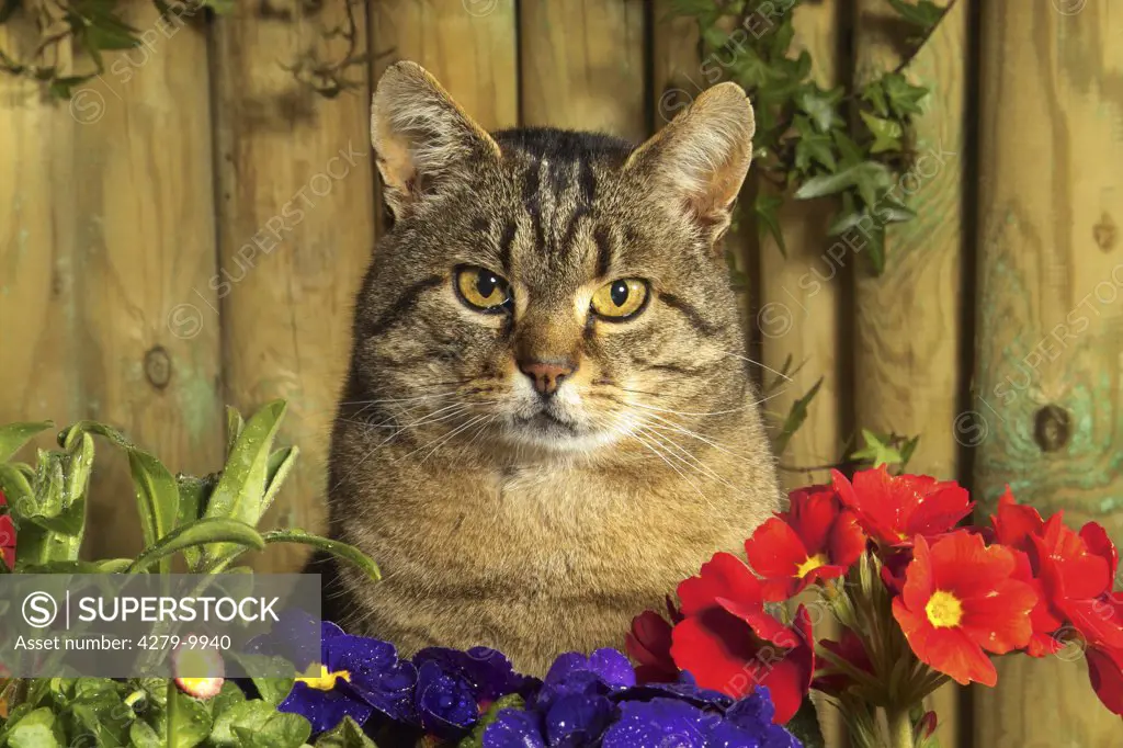 tabby domestic cat with flowers