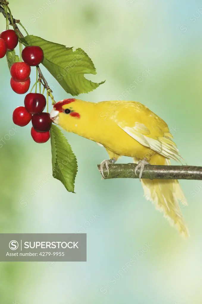 red-fronted parakeet on twig with cherries, Cyanoramphus novaezelandiae