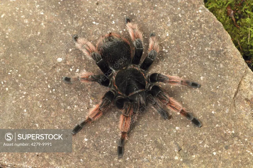 bird-eating spider, tarantula , Brachypelma klaasi